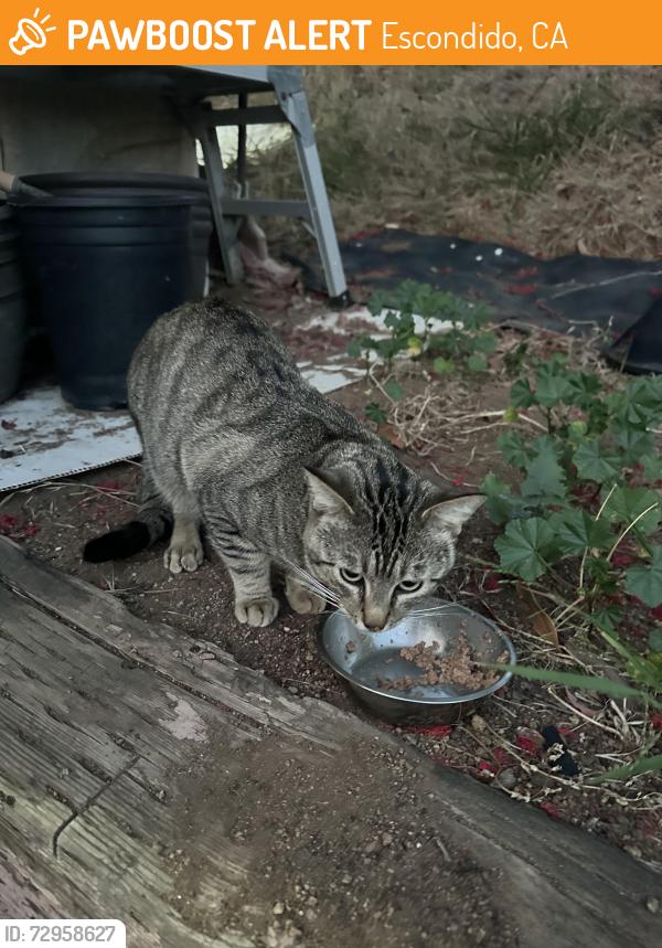 Found/Stray Unknown Cat last seen Brotherton Rd/Miller Ave, Escondido, CA 92025