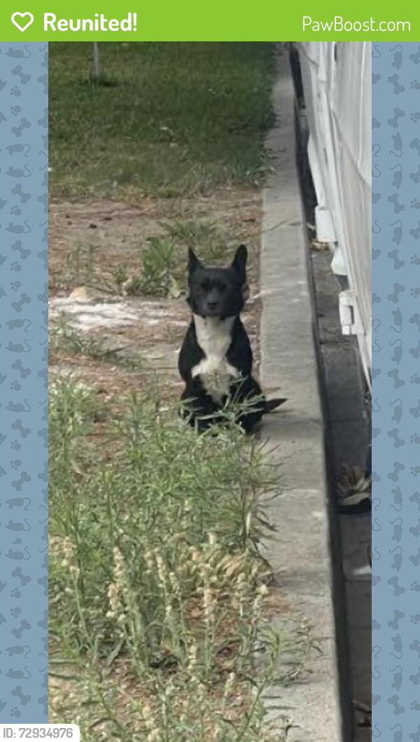 Reunited Female Dog last seen Bryant and Pine , El Monte, CA 91732