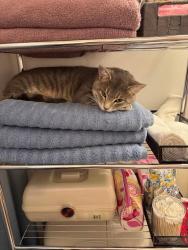 Reunited Male Cat last seen Route 21, Mooresville, NC 28117