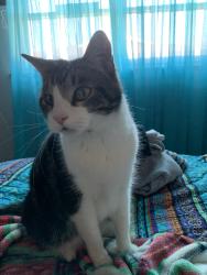 Lost Female Cat last seen Bonnie Wayne Street Haltom City, Haltom City, TX 76117