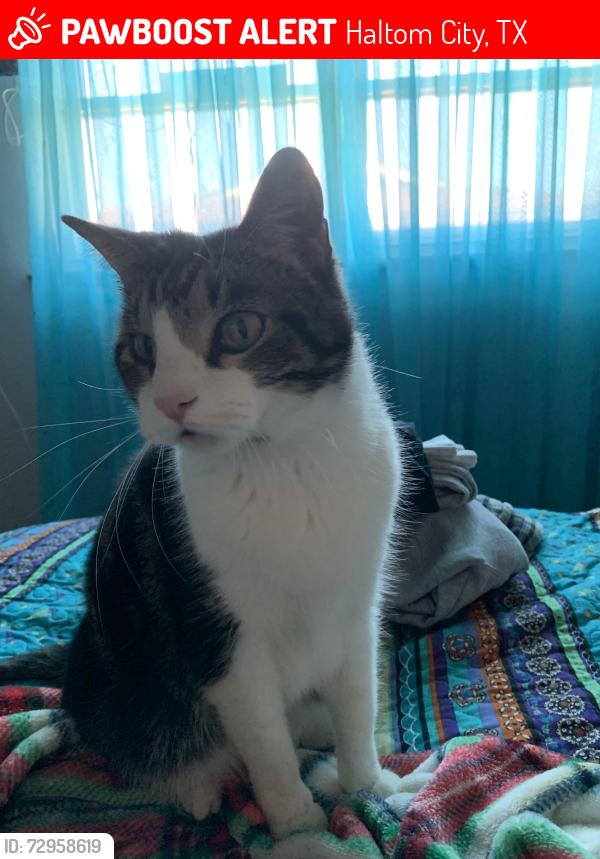 Lost Female Cat last seen Bonnie Wayne Street Haltom City, Haltom City, TX 76117