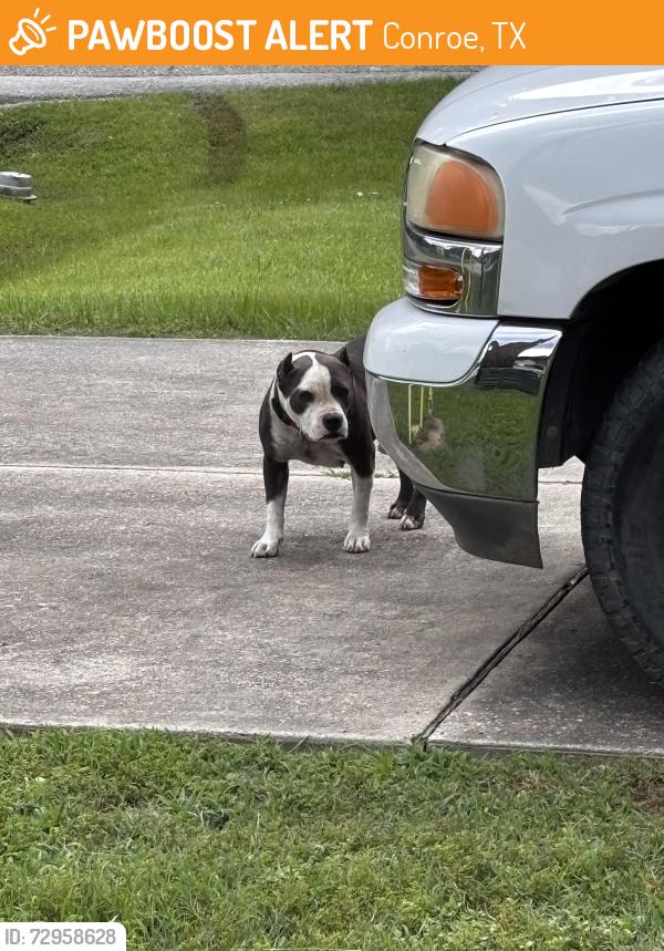 Found/Stray Unknown Dog last seen Pinewood Drive and Pine Way, Conroe, TX 77304