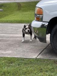 Found/Stray Unknown Dog last seen Pinewood Drive and Pine Way, Conroe, TX 77304