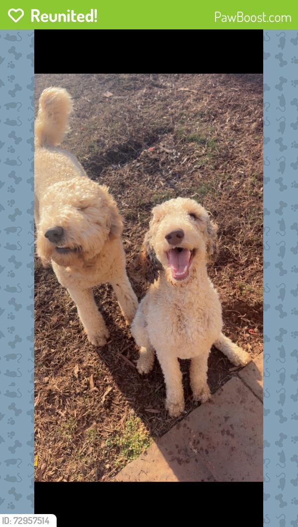Reunited Female Dog last seen Knob rd , Clemmons, NC 27012