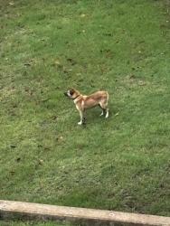 Found/Stray Unknown Dog last seen Near S Indianapolis Av, TUL, Tulsa, OK 74136
