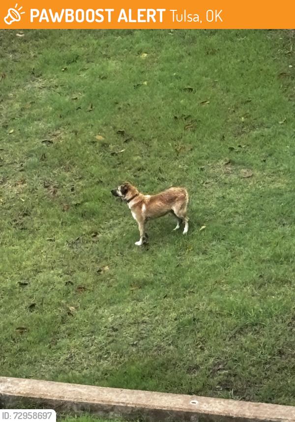 Found/Stray Unknown Dog last seen Near S Indianapolis Av, TUL, Tulsa, OK 74136