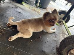 Reunited Male Dog last seen Near SW 368th St, hmstd, FL 33034, USA, Homestead, FL 33034