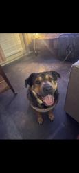 Reunited Female Dog last seen Near Edgehill Cove, Maumelle, AR 72113, USA, Maumelle, AR 72113