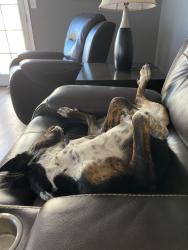 Reunited Female Dog last seen Unser and arenal, Albuquerque, NM 87121