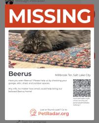 Lost Male Cat last seen Siggard, highland , Salt Lake City, UT 84106