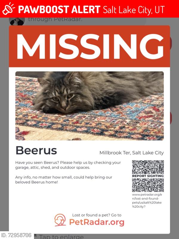 Lost Male Cat last seen Siggard, highland , Salt Lake City, UT 84106
