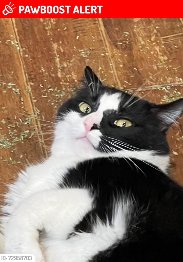 Lost Male Cat last seen Driftwood Drive, Cherokee County, GA 30189
