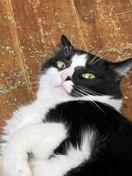Lost Male Cat last seen Driftwood Drive, Cherokee County, GA 30189