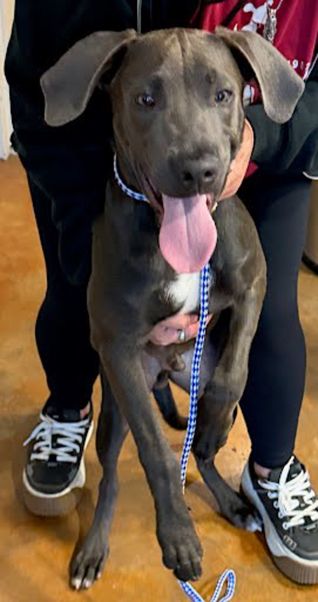 Shelter Stray Male Dog last seen Near Levander Loop, AUSTIN, TX, 78702, Austin, TX 78702