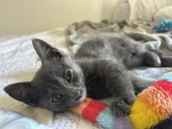 Found/Stray Female Cat last seen On the 10 east freeway by Alhambra near the Garfield Ave exit., Alhambra, CA 91803