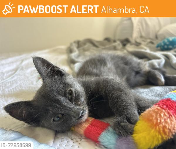 Found/Stray Female Cat last seen On the 10 east freeway by Alhambra near the Garfield Ave exit., Alhambra, CA 91803
