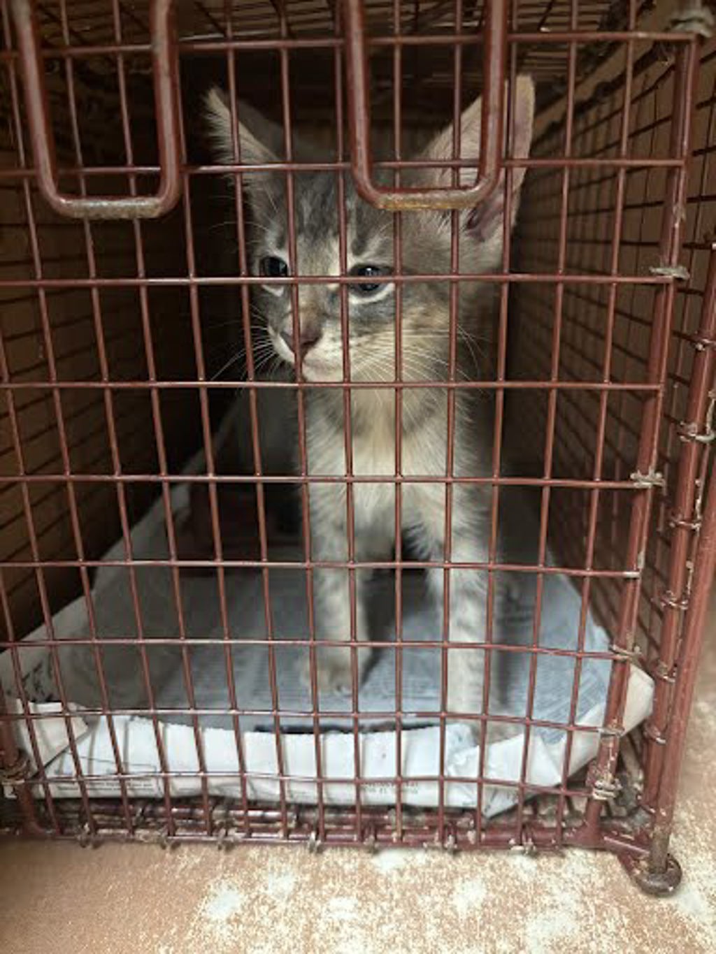 Shelter Stray Male Cat last seen Near Marsha Street, AUSTIN, TX, 78728, Austin, TX 78702