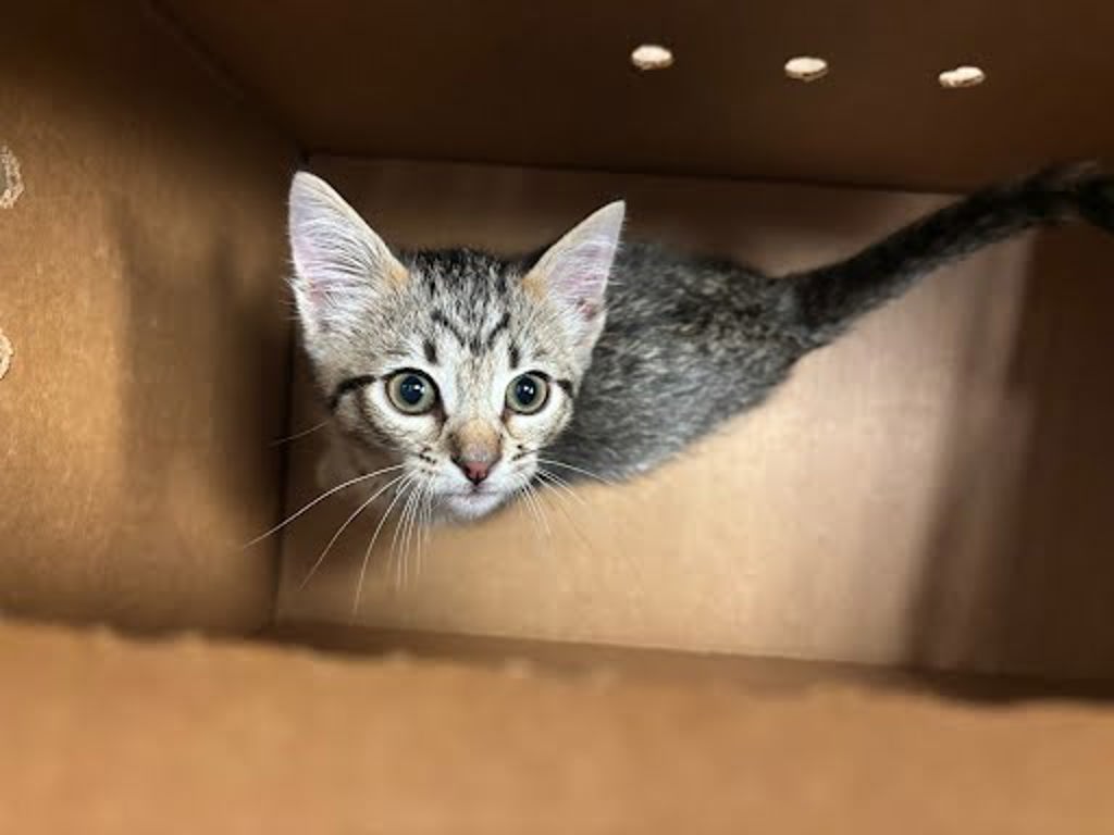 Shelter Stray Male Cat last seen Near Avenida Mercado Street, MANCHACA, TX, 78652, Austin, TX 78702