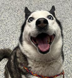 Shelter Stray Female Dog last seen Alcott st & Sheldon Ave, Westminster, CO, 80030, Golden, CO 80401