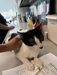 Shelter Stray Female Cat last seen Near S Patricia Drive, Magna Township, UT, 84044, Taylorsville, UT 84123