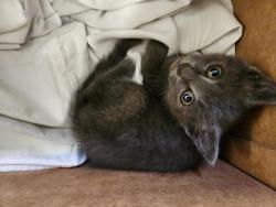 Shelter Stray Unknown Cat last seen Near Edwin Drive, VIRGINIA BEACH, VA, 23462, Virginia Beach, VA 23451