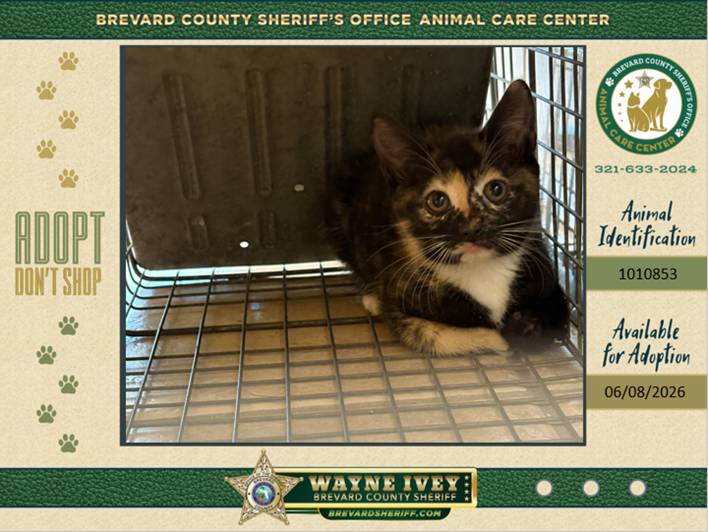 Shelter Stray Unknown Cat last seen Near Maynard Road, TITUSVILLE, FL, 32780, Melbourne, FL 32934