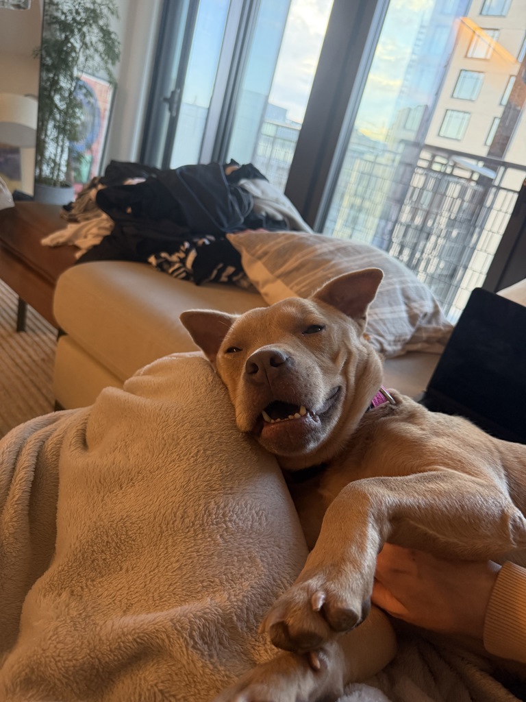 Shelter Stray Female Dog last seen Gates Avenue, NEW YORK, NY, 10029, New York, NY 10029