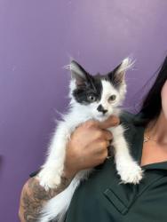 Shelter Stray Male Cat last seen Near S Patricia Drive, Magna Township, UT, 84044, Taylorsville, UT 84123