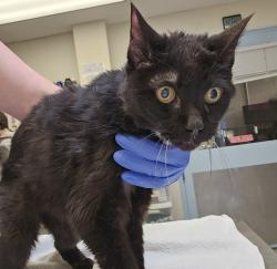 Shelter Stray Male Cat last seen N Beech and N Williams Ave, PORTLAND, OR, 97212, Troutdale, OR 97060
