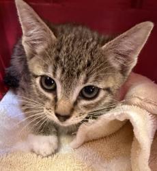 Shelter Stray Female Cat last seen Found SE Reedway St & SE 136th Ave, PORTLAND, OR, 97236, Troutdale, OR 97060