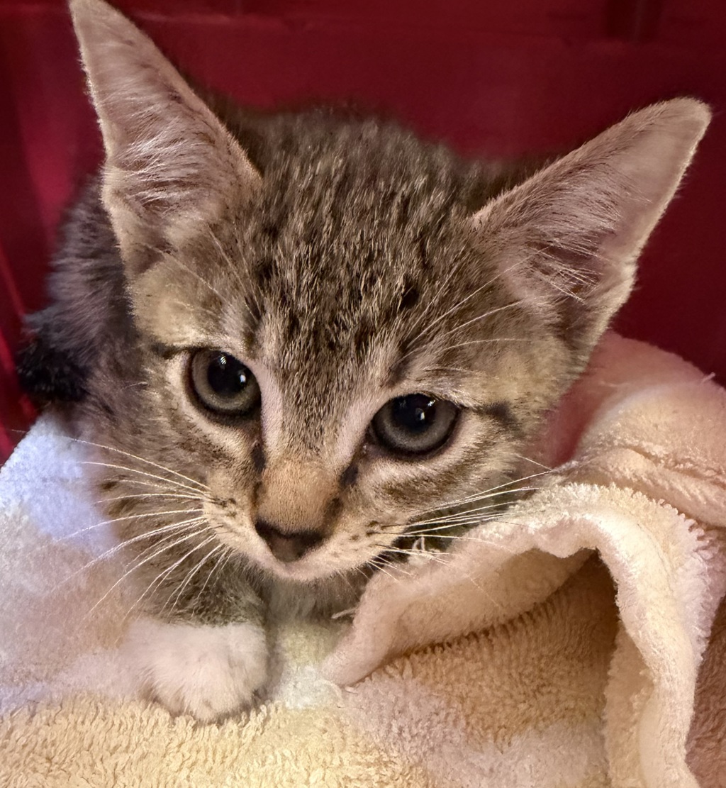 Shelter Stray Female Cat last seen Found SE Reedway St & SE 136th Ave, PORTLAND, OR, 97236, Troutdale, OR 97060
