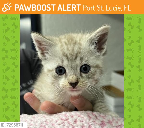 Found/Stray Unknown Cat last seen Port St Lucie, Port St. Lucie, FL 34986