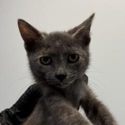 Shelter Stray Female Cat last seen Commercial Street, San Diego, CA, 92113, San Diego, CA 92110