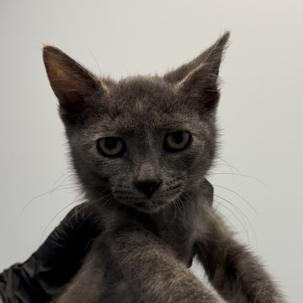 Shelter Stray Female Cat last seen Commercial Street, San Diego, CA, 92113, San Diego, CA 92110