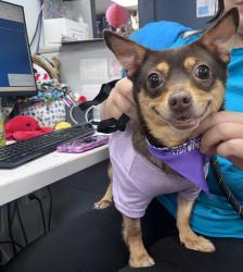 Shelter Stray Female Dog last seen Lexington Avenue, NEW YORK, NY, 10035, New York, NY 10029