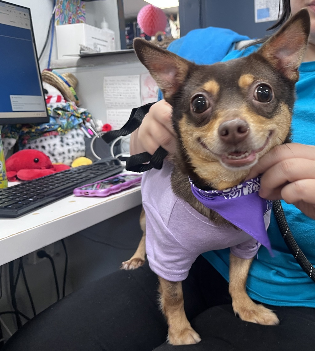 Shelter Stray Female Dog last seen Lexington Avenue, NEW YORK, NY, 10035, New York, NY 10029