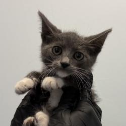 Shelter Stray Female Cat last seen Commercial Street, San Diego, CA, 92113, San Diego, CA 92110