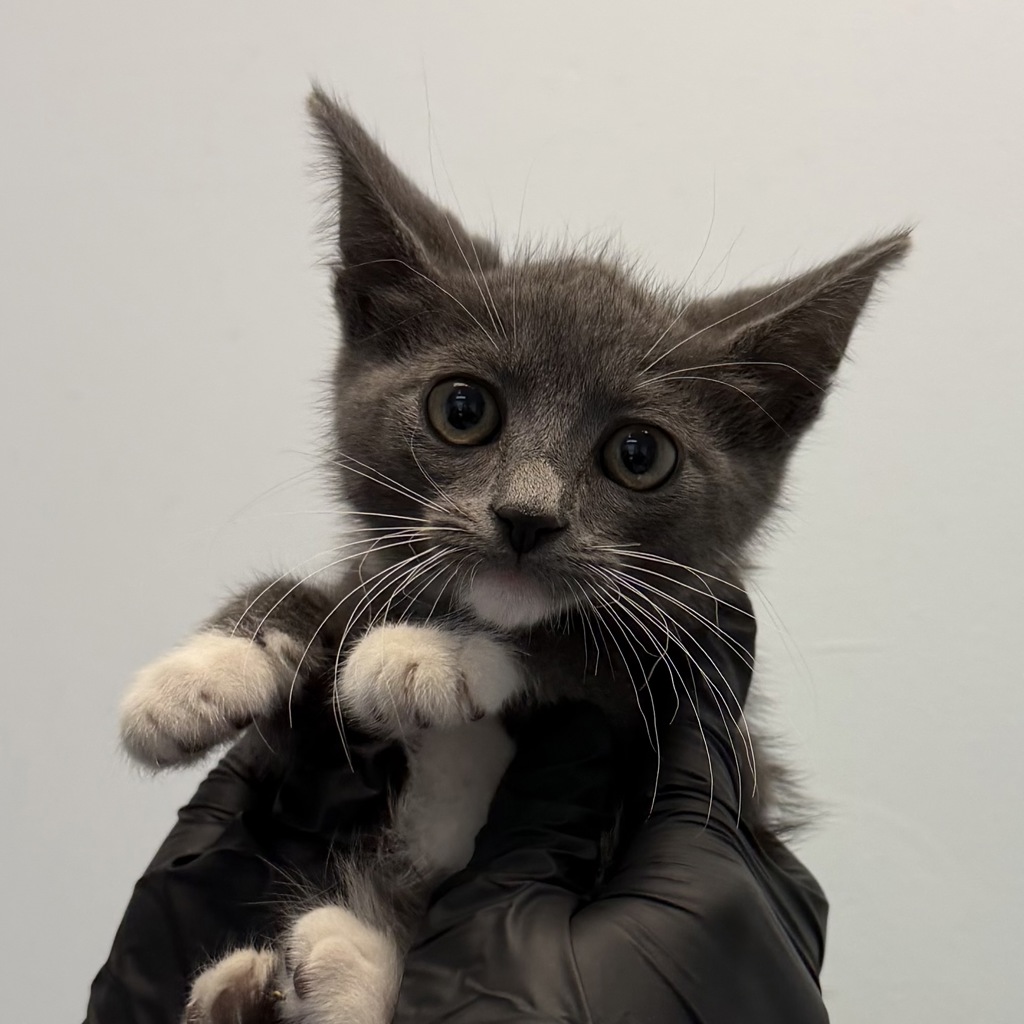 Shelter Stray Female Cat last seen Commercial Street, San Diego, CA, 92113, San Diego, CA 92110