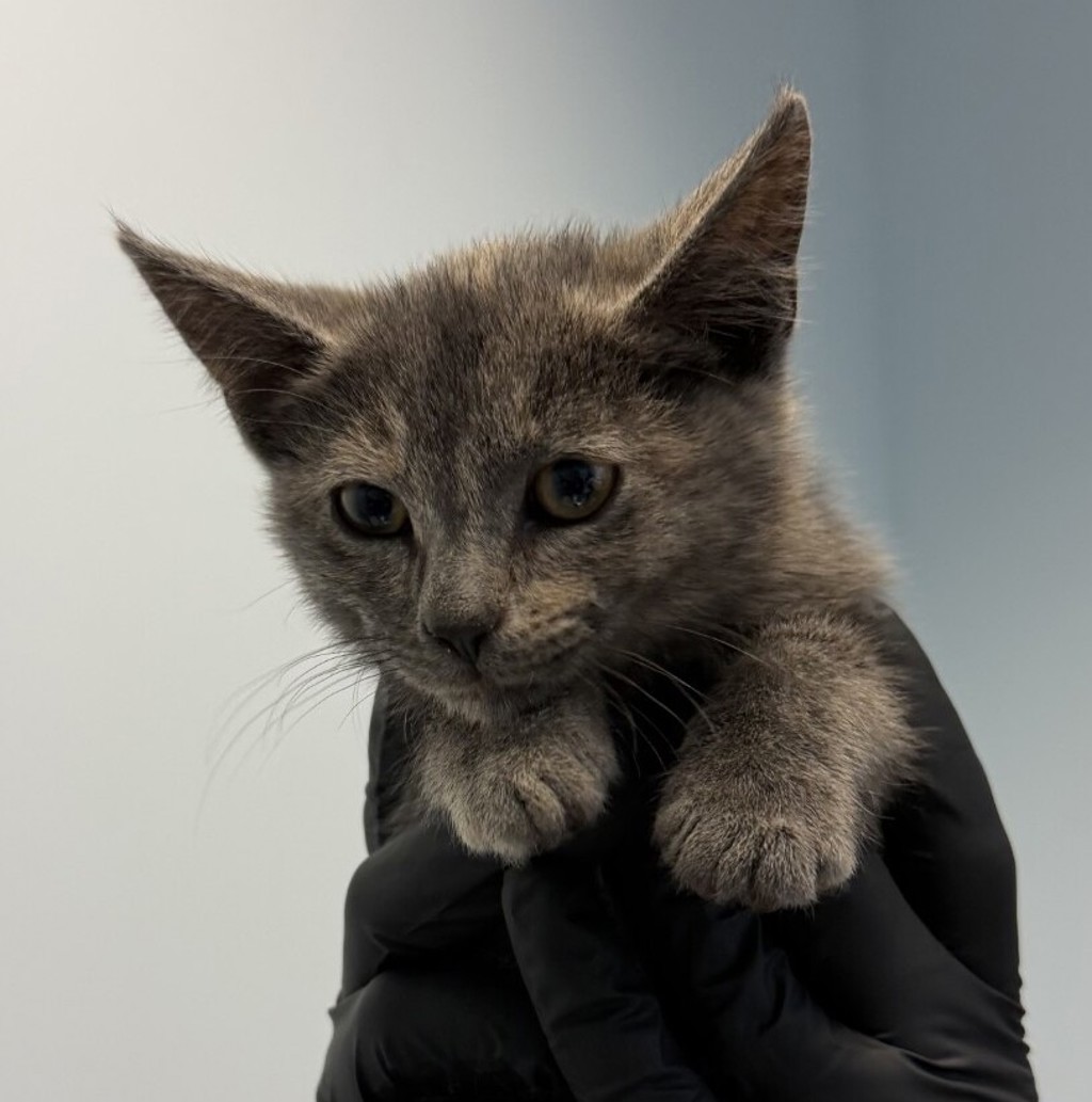 Shelter Stray Female Cat last seen Near Pardee Street, San Diego, CA, 92102, San Diego, CA 92110