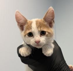 Shelter Stray Male Cat last seen Near Pardee Street, San Diego, CA, 92102, San Diego, CA 92110