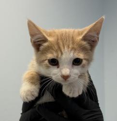 Shelter Stray Male Cat last seen Near Pardee Street, San Diego, CA, 92102, San Diego, CA 92110