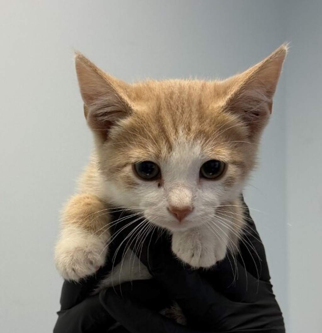 Shelter Stray Male Cat last seen Near Pardee Street, San Diego, CA, 92102, San Diego, CA 92110