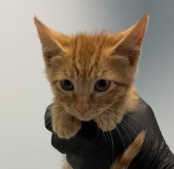 Shelter Stray Male Cat last seen Near Pardee Street, San Diego, CA, 92102, San Diego, CA 92110