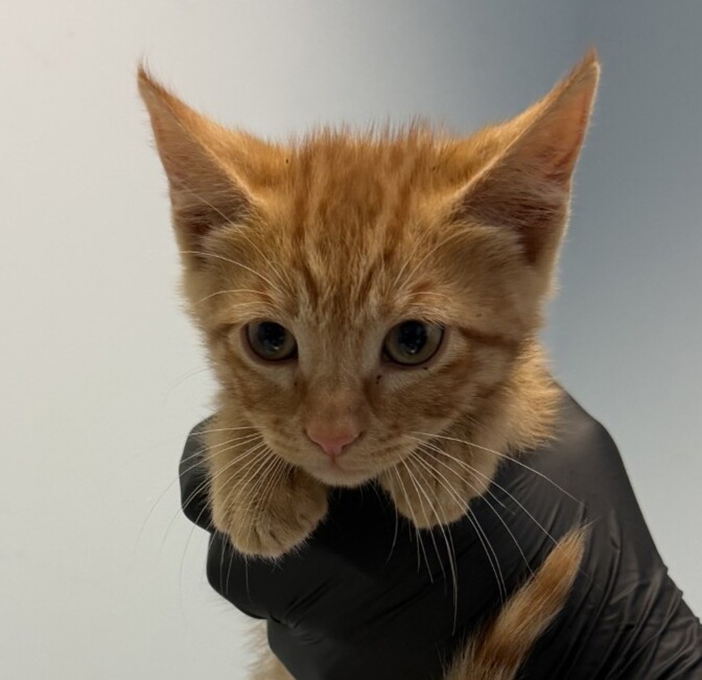 Shelter Stray Male Cat last seen Near Pardee Street, San Diego, CA, 92102, San Diego, CA 92110