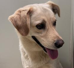 Shelter Stray Male Dog last seen Near Rincon Hill Top View, Rincon, CA, 92082, Escondido, CA 92027