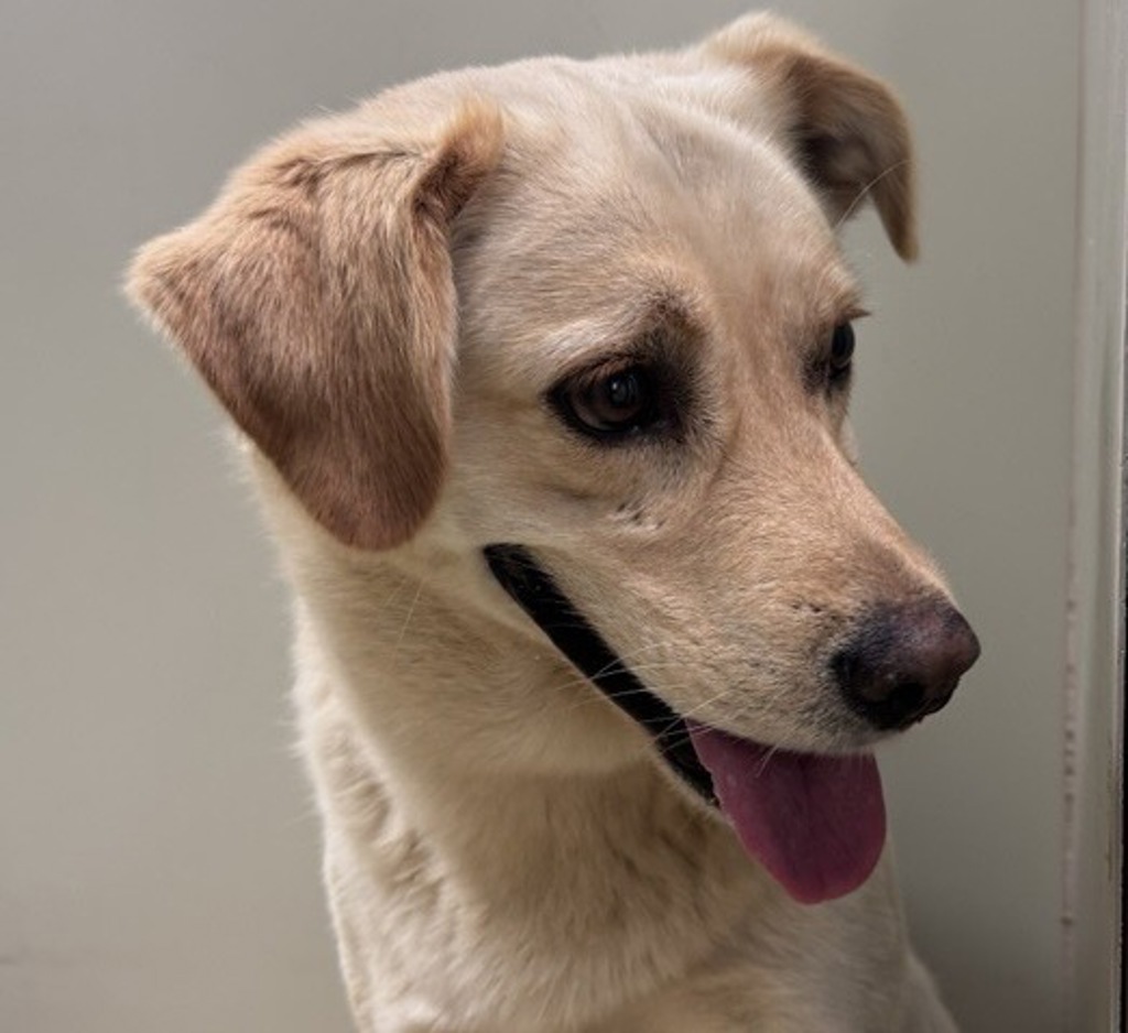 Shelter Stray Male Dog last seen Near Rincon Hill Top View, Rincon, CA, 92082, Escondido, CA 92027