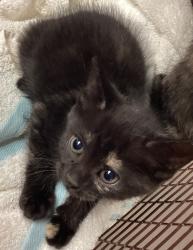 Shelter Stray Female Cat last seen Near Tandal Place, KNIGHTDALE, NC, 27545, Raleigh, NC 27610