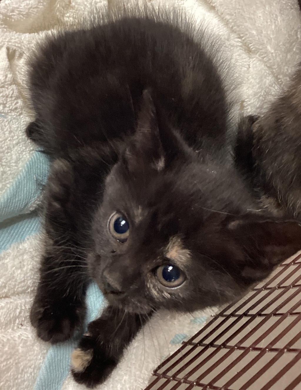 Shelter Stray Female Cat last seen Near Tandal Place, KNIGHTDALE, NC, 27545, Raleigh, NC 27610