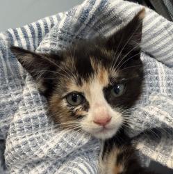 Shelter Stray Female Cat last seen Boundary St, San Diego, CA, 92101, San Diego, CA 92110