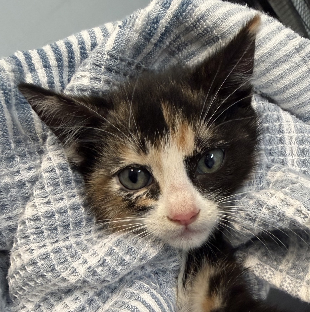 Shelter Stray Female Cat last seen Boundary St, San Diego, CA, 92101, San Diego, CA 92110